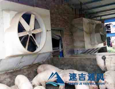 養豬廠專用負壓風機配水簾降溫/養殖風機盡在蘇州速吉